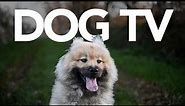 Dog TV - 20 Hours of Exciting Dog Walking Footage and Entertainment for Dogs!