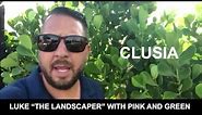 Use Clusia Hedge to Replace Ficus | Luke - The Landscaper | Pink and Green