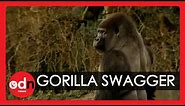 Gorilla learns to swagger like a man