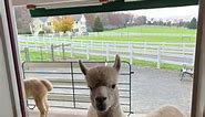 Thank you so much for visiting! Fall time is a great time at Bluebird Farm Alpacas! Did you get a chance to see the alpacas chew on the leaves? They love doing that this time of year! 🍁 - #alpacafarm #alpacas #bluebirdfarmalpacas #newjerseyfarm #newjerseycountry #farmliving #autumn #fallinnewjersey | Bluebird Farm Alpacas
