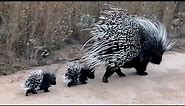Porcupine Mom With The Cutest Babies!!