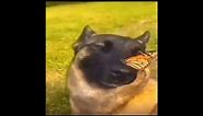 dog with butterfly on its nose