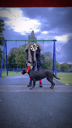 muscle minnie😘😘 how much exercise does ur dog get?🤔 #minniesdumb