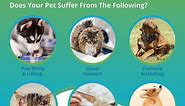 Pet Food & Environmental Intolerance Test (Dogs & Cats) | 5Strands
