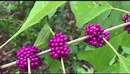 What's Blooming on Campus? American Beautyberry