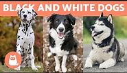 10 BLACK and WHITE DOG BREEDS 🐶🐾