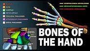 BONES OF THE HAND (LEARN IN 2.5 MINUTES!)