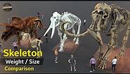 Creatures Skeleton size comparison 3D | Animal Skeleton weight and size | Extinct animal