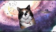 Space Cat Meme