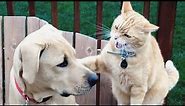 Cats vs Dogs Fighting - Funny Cats and Dogs Compilation || PETASTIC 🐾