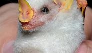 White Honduran Bat - The Fluffy Bat