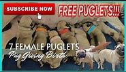 7 FEMALE PUPPIES! Pug Giving Birth