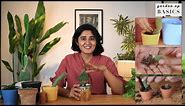 How to care for Cacti indoors | Garden Up Basics Ep.33