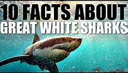 10 Facts About Great White Sharks
