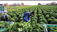 How Farmer Harvesting Tons of Fennel, Red Cabbage, Green Onion, Broccoli - Modern Vegetable Farming