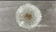 Dandelion Paperweight, Dandelion in resin, we are the manufacturer
