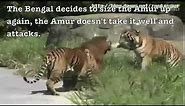 Siberian tiger vs. Bengal tiger - Fighting techniques