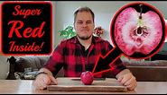 Trying An Amazing Red Fleshed Apple! | Odysso