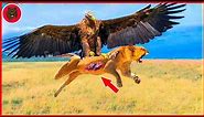 30 Moments Eagles Showed Their Air Dominance By Taking Down a Lion | Eagle vs Lion