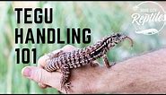 Handling Your BABY TEGU! How to get started!