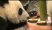 Panda Cub Xiao Liwu's 1st Birthday Party