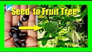 How To Grow Custard Apple In Pot And How To Care For Sugar Apple Tree