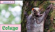 Colugos (Galeopterus variegatus) - "Flying Lemurs"