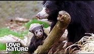 Mother Sloth Bear Teaches Cubs to Hunt for Termites | Love Nature
