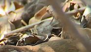 Descubre al escurridizo tapaculo (Scelorchilus albicollis), una especie endémica de Chile que se destaca por su habilidad para esconderse entre la densa vegetación. Con un canto que parece pronunciar su propio nombre, este ave terrestre es un maestro del camuflaje. ¿Sabías que el tapaculo prefiere correr a volar cuando se siente amenazado? Su agilidad en tierra es sorprendente, ¡un verdadero ninja de los matorrales! Extraído de: Multicosmos Audiovisual (YouTube) - Serie Nuestras Aves #Tapaculo #