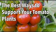 Tomato Cages: How to Make Supports for Healthier Tomato Plants