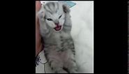 Scared kitten screaming but its Half-life sounds