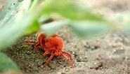 They're tiny, but everywhere. The truth behind these little red crawlies - The Weather Network