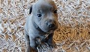 Staffordshire Bull Terrier With Puppies 2019 (Staffy)