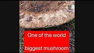 The world's largest mushroom ,the biggest mushroom