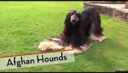 Afghan Hound - Bests of Breed