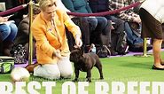 Westminster Dog Show 2017 | French Bulldog | Best of Breed