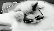 Cool Cat Wearing Glasses