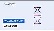 Prokaryotic Gene Regulation: Lac Operon