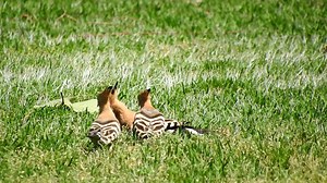 7.7K views · 101 reactions | Este adulto de abubilla, captura un grillo cebollero, sus crías ya crecidas le reclaman comida pero alza el vuelo como diciendo ., ya sois grandecitos para comer solos . | Pedro Verdejo Fotografía de Naturaleza - Wildlife Photography | Facebook
