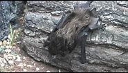 Serotine Bat - The British Mammal Guide