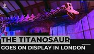Titanosaur: World’s biggest-ever dinosaur goes on display in London