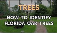 How to Identify Florida Oak Trees