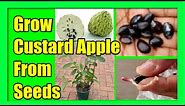 How To Grow Custard Apple From Seed : Growing Sugar Apple From Seeds At Home