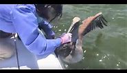 Removing a Fishing Hook from a Pelican - You CAN and SHOULD Easier than You Think