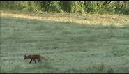 fox hunting with tikka m55 222 REM. (Norway)