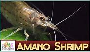 All About Amano Shrimp