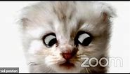 Lawyer Behind Cat Filter Explains What Happened on Zoom