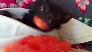 Fruit Bat Eating Watermelon