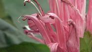 Brazillian Plume Flower - Gardening Australia