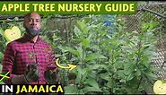 A Quick Guide: Apple Tree Nursery in Hot Climates | Jamaica 🍎 🇯🇲